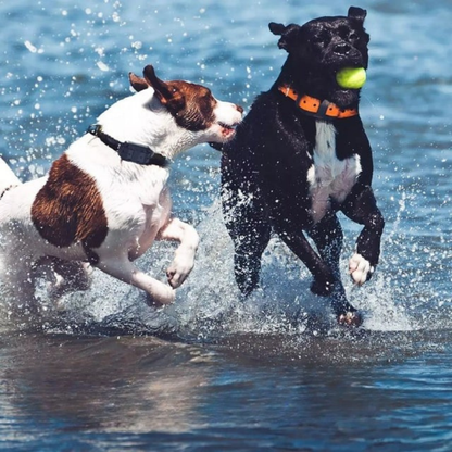 Collare Elettrico per Addestramento Cani con Telecomando Portata 800m
